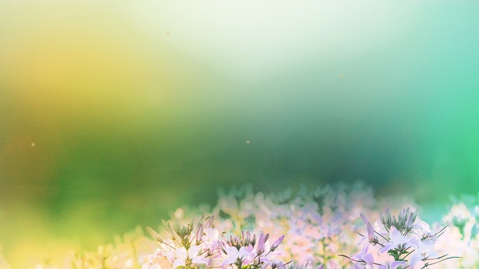 Fields_Of_Bloom_2_HD.jpg