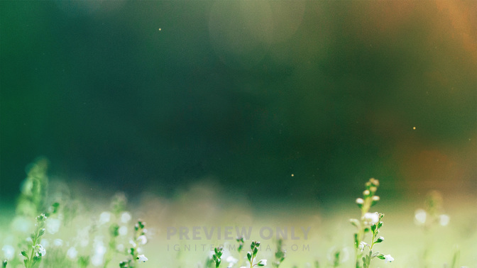 Welcome_Fields_of_Bloom_WIDE-CONTENT-3#preset=tg_alt3.jpg