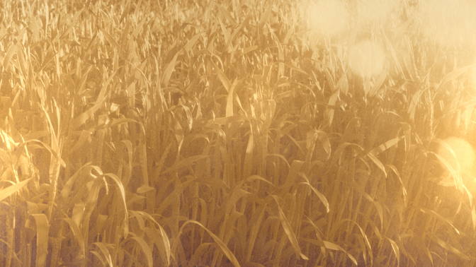 Golden_Harvest_Field_720p_Preview.jpg