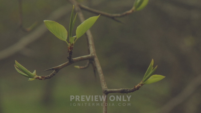 Blossoms_Buds_HD.jpg