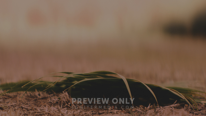 Palm Sunday Dark HD.jpg