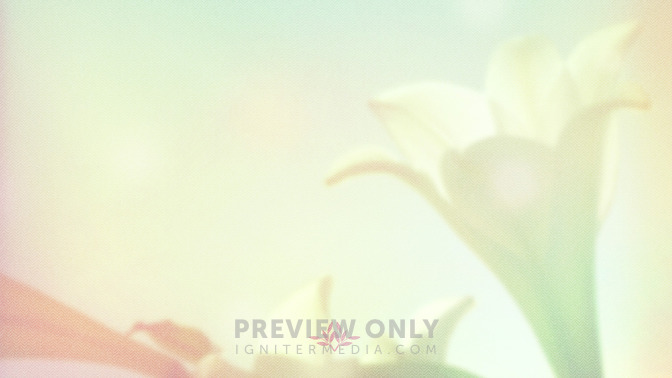 Lilies_-_Easter_Sunday_16x9-BACKGROUND#preset=tg_bg.jpg