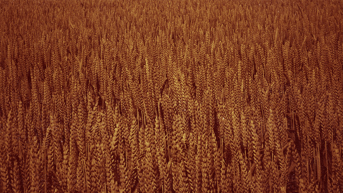 The_Rich_Fool_16x9-BACKGROUND#preset=tg_bg.jpg