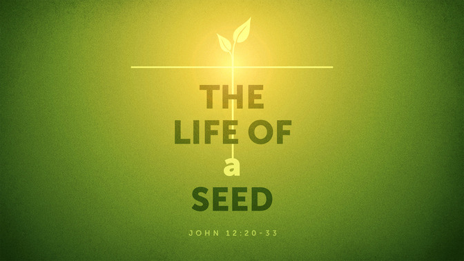the life of a seed