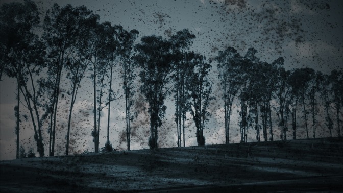 tree texture 2