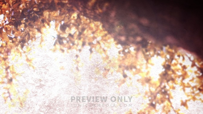 FallBrightBranch_still-1280x720.jpg