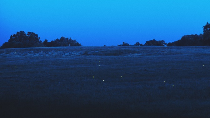 fireflies - hillside