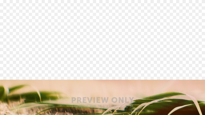 Palm-WIDE#preset=tg_transparent_png_preview.jpg