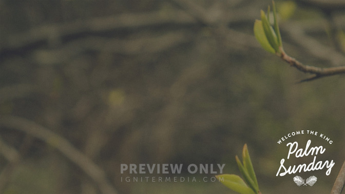 Blossoms_-_Palm_Sunday_16x9-CONTENT-1#preset=tg_alt1.jpg