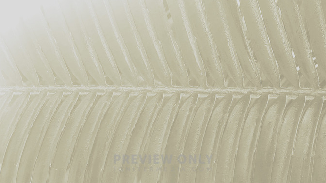 Macro_Easter_-_Palm_Sunday_16x9-BACKGROUND#preset=tg_bg.jpg