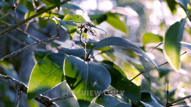 Spring_2020_Tree_HD.jpg