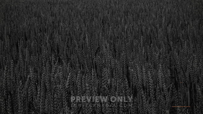 The_Rich_Fool_16x9-CONTENT-3#preset=tg_alt3.jpg