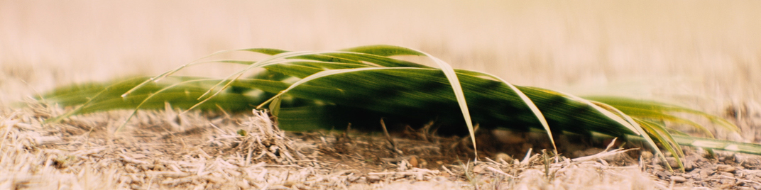 Palm Sunday UW_SD.jpg