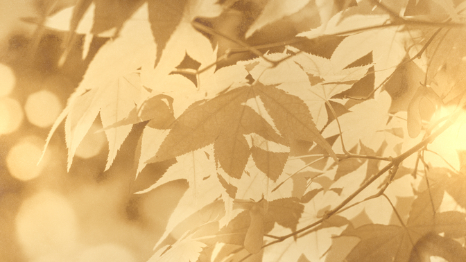 Golden_Harvest_Leaves_720p_Preview.jpg