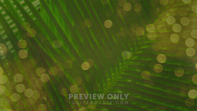 Palm_Bokeh_-_Thank_You_16x9-CONTENT-3#preset=tg_alt3.jpg
