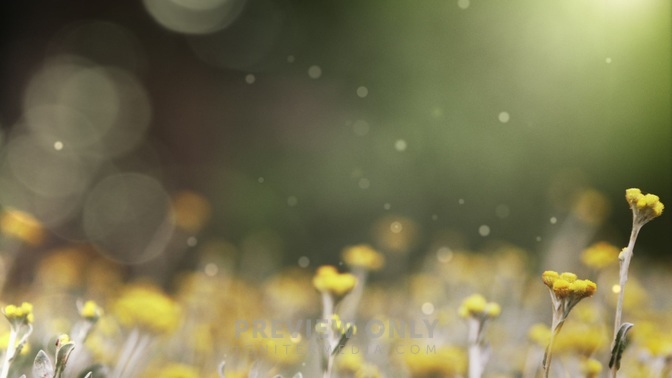 Spring_Flora_-_Blooms_16x9-TITLE-1#preset=tg_title1.jpg