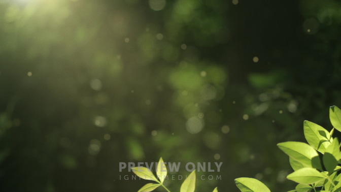 Spring_Bush_HD.jpg