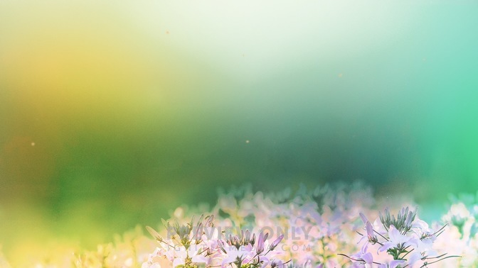 Fields_Of_Bloom_2_HD.jpg