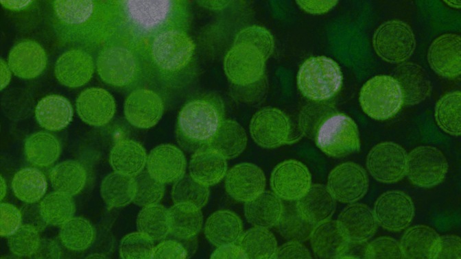 abstract green