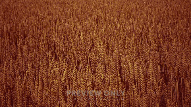 The_Rich_Fool_16x9-BACKGROUND#preset=tg_bg.jpg
