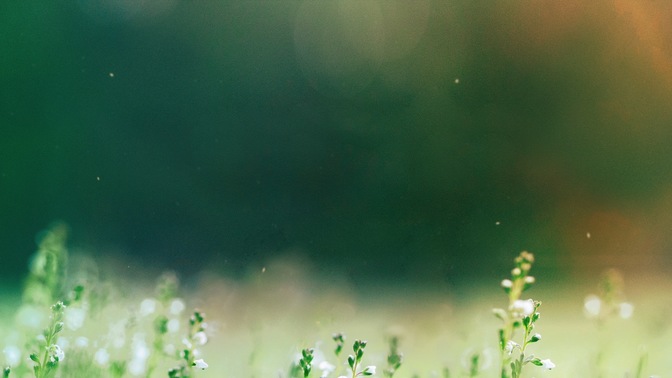 Fields_Of_Bloom_4_HD.jpg
