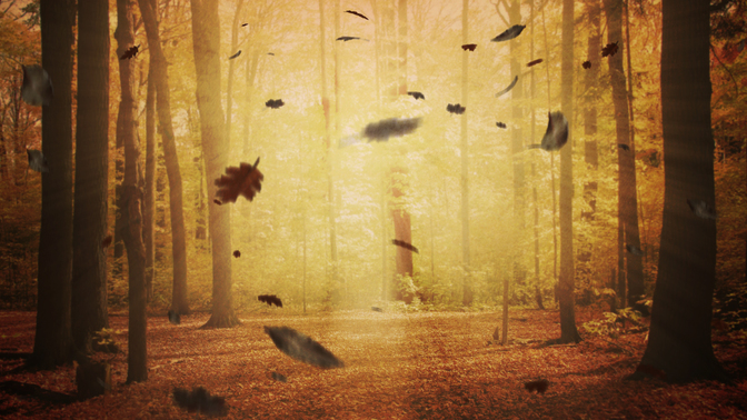 WL_Falling_Leaves_720p_Preview.jpg