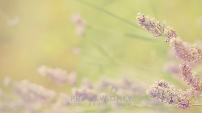 Rest_In_His_Love_16x9-BACKGROUND#preset=tg_bg.jpg