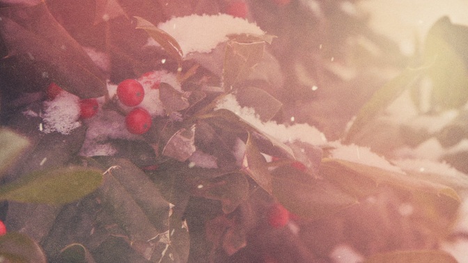 scenic christmas - holly