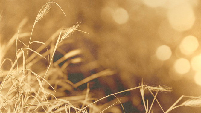 Golden_Harvest_Wheat_720p_Preview.jpg