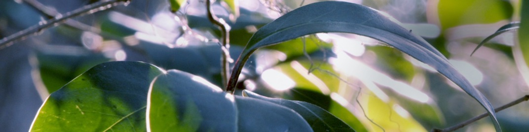 Spring_2020_Tree_UW_SD.jpg