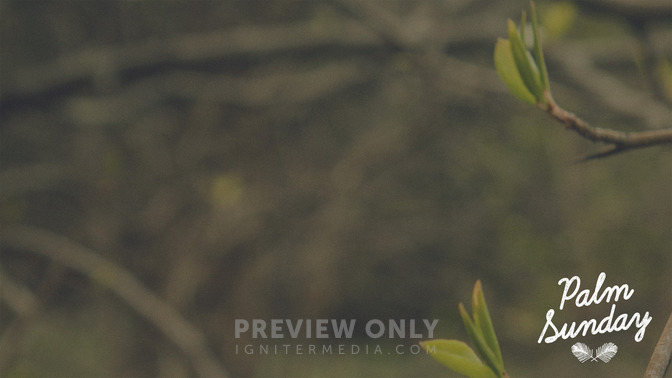 Blossoms_-_Palm_Sunday_16x9-CONTENT-2#preset=tg_alt2.jpg