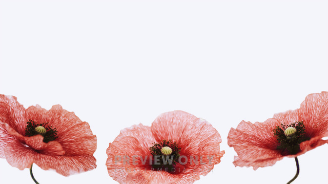 Patriotic Poppies_TT3_Title_WIDE#preset=tg_title3.jpg
