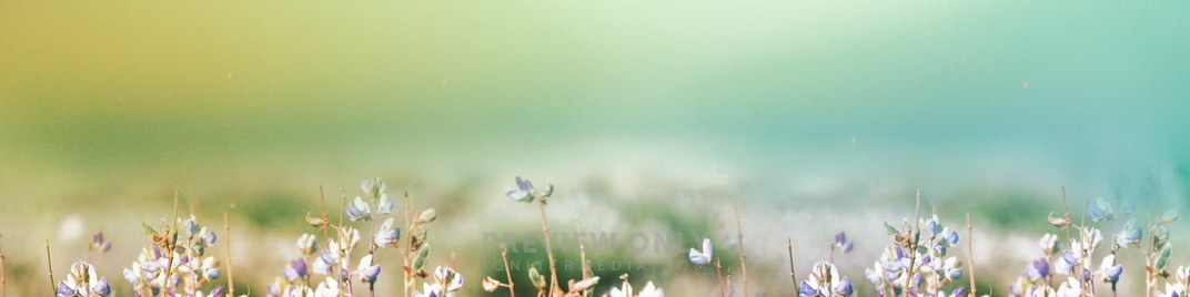Fields_of_Bloom_6_MS_1920x480.jpg