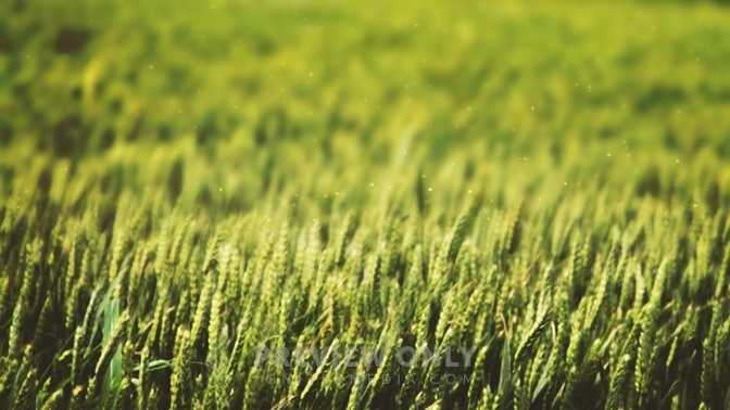 Wheat_Field_-_Green_16x9.jpg