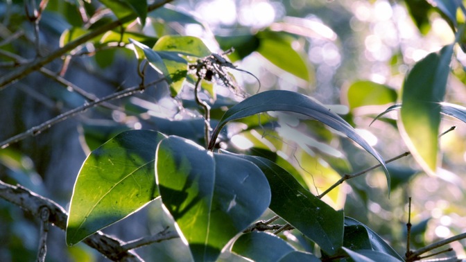 spring green - tree