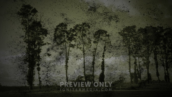 Tree_Texture_1_16x9.jpg