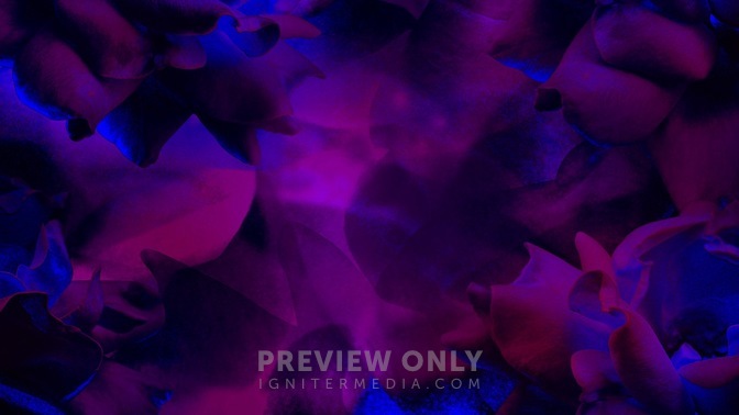 Large_Flower_Dark_Purple_16x9.jpg