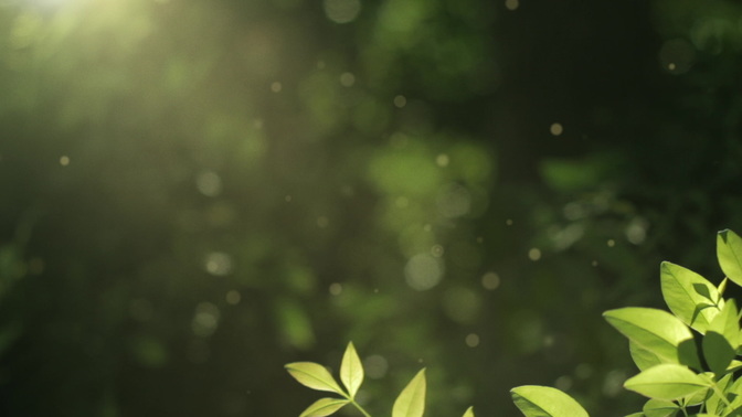 Spring_Bush_HD.jpg