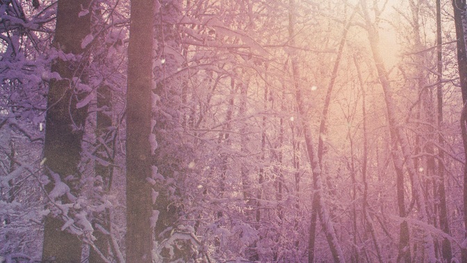 scenic christmas - forest