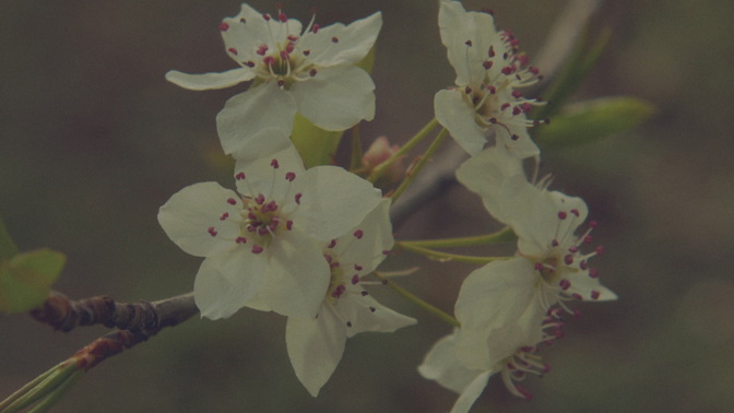Blossoms_Close_HD.jpg
