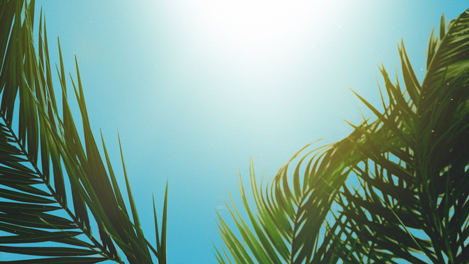 Palm Sunday Branches HD.jpg