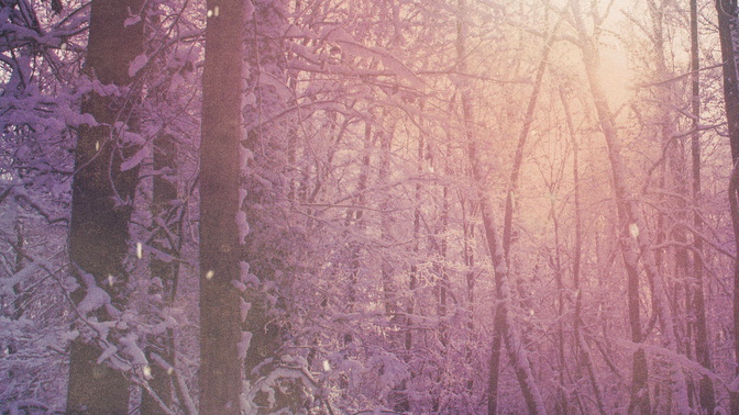 Scenic_Christmas_Forest_HD.jpg