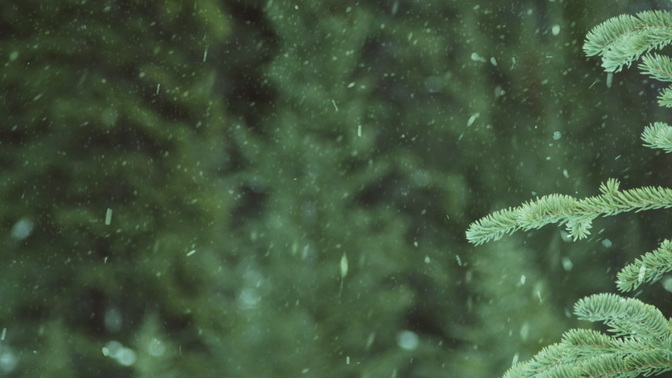 Winter_Snow_Evergreen_HD.jpg