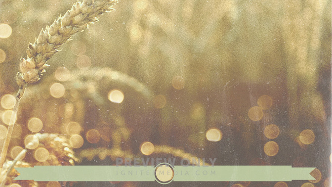Wheat_Field_-_Thanks_For_Coming_16x9-BACKGROUND#preset=tg_bg.jpg