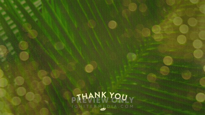 Palm_Bokeh_-_Thank_You_16x9-CONTENT-2#preset=tg_alt2.jpg
