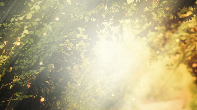 Light_Branches_HD.jpg