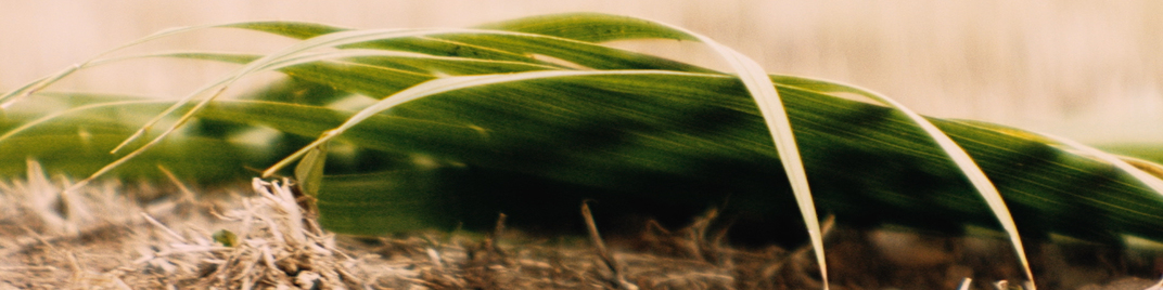 Palm Sunday Detail UW_SD.jpg