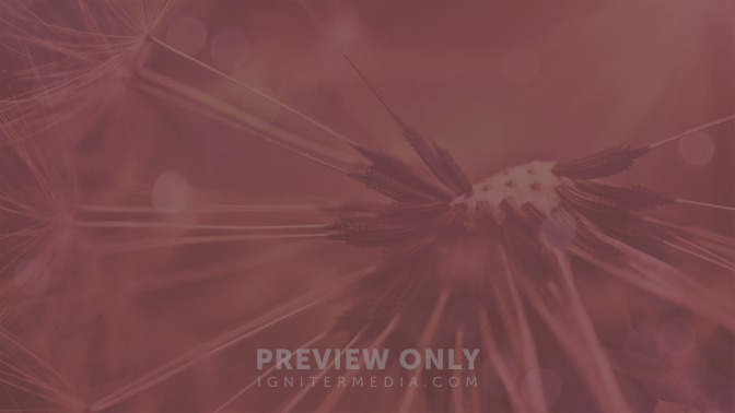 Good_Seed_16x9-BACKGROUND#preset=tg_bg.jpg