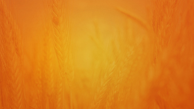 Thanksgiving_16x9-BACKGROUND#preset=tg_bg.jpg