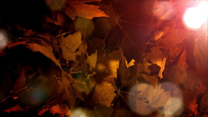 fall leaves